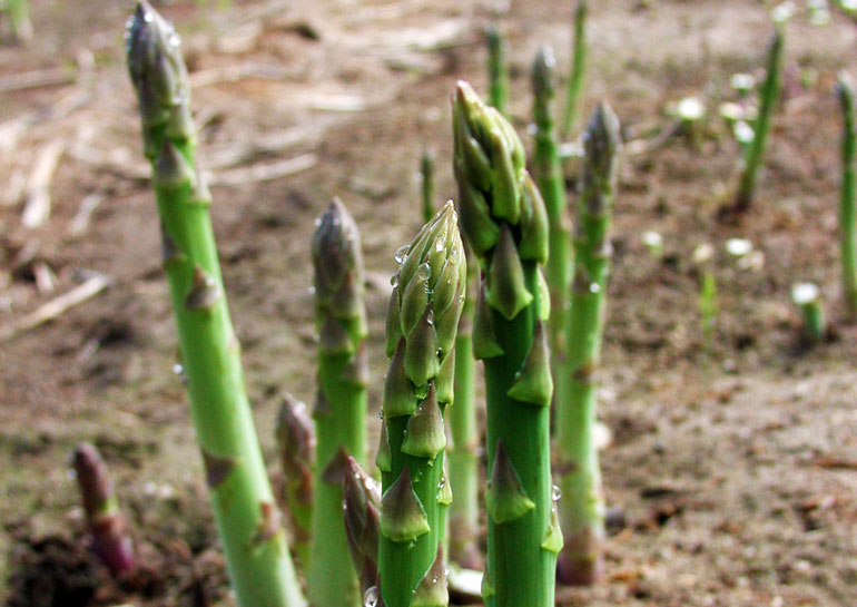 みずみずしい春のアスパラガス、どれにする？どう食べる？“太さ”別おすすめレシピ3選特集・記事Green Beans