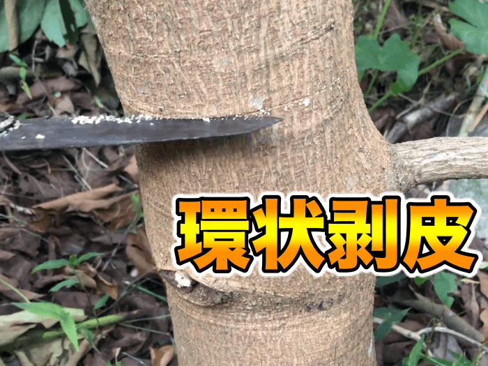 アボカドの挿し木方法と挿し木の適切な時期 アボカドの挿し木検証: ひまチュンの機械ブログ