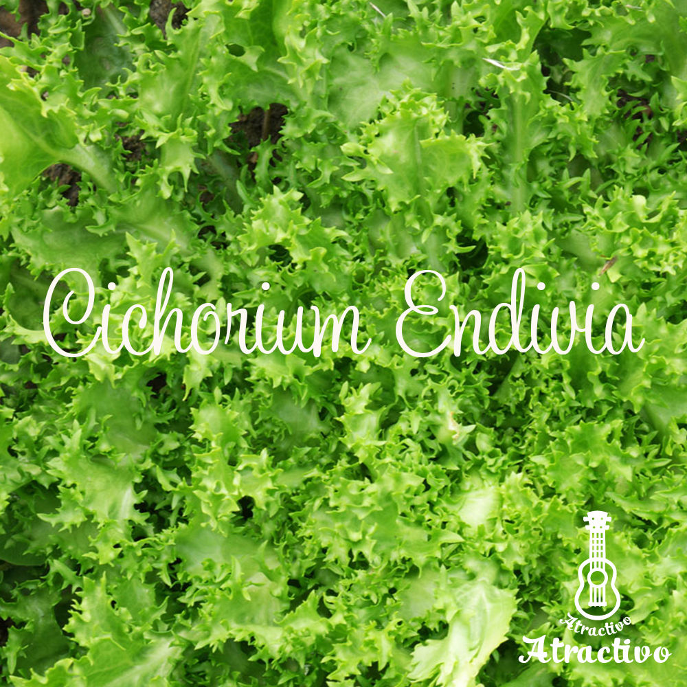 独特の苦味がクセになる。”最強の野菜”『クレソン』で栄養たっぷりレシピ♪キナリノ