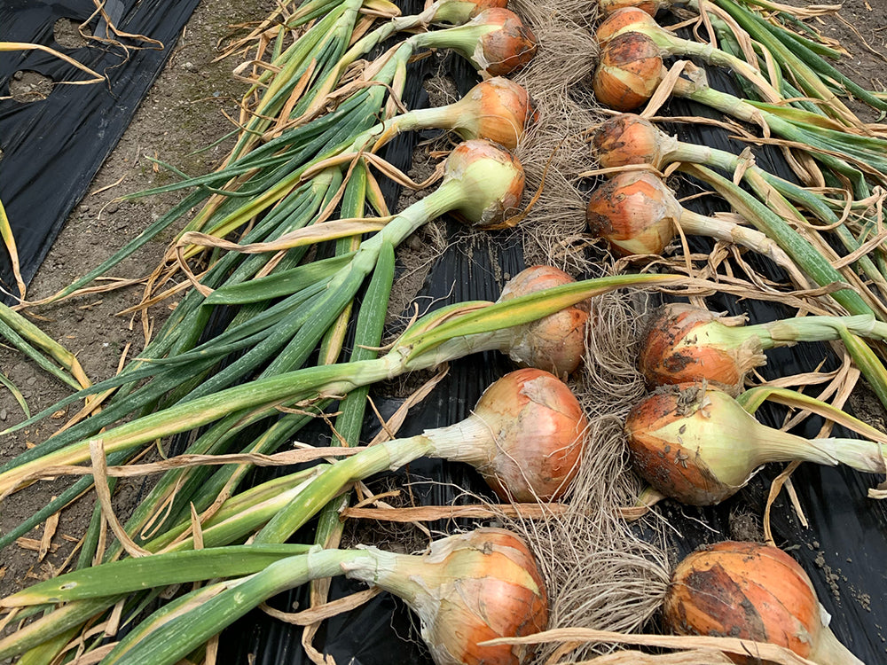 固定種 自然栽培 葉付き新玉ねぎ5kg草創自然農園