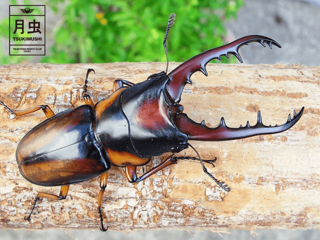 本土ノコギリクワガタの卵