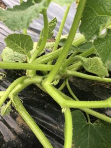 かぼちゃＪＡひだ