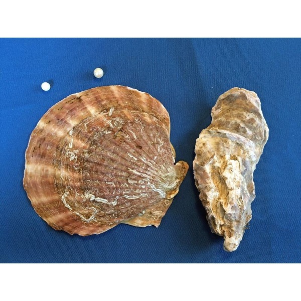 生牡蠣からまさかの真珠発見もとあるXユーザーが“奇跡”の代償に失ったモノ おたくま経済新聞 ｄメニューニュース NTTドコモ