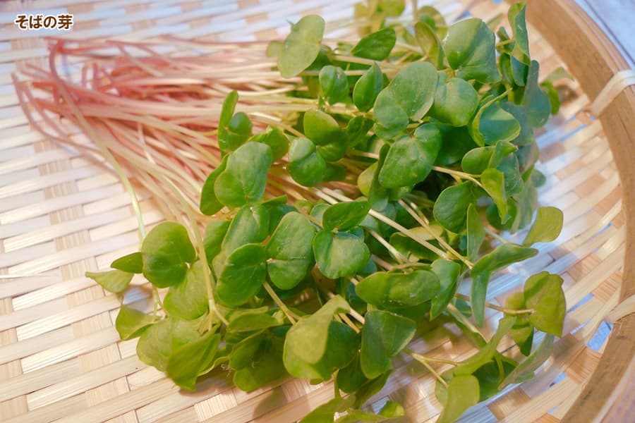 スプラウト種子 S-08 そばの芽 30mlPrint Studio