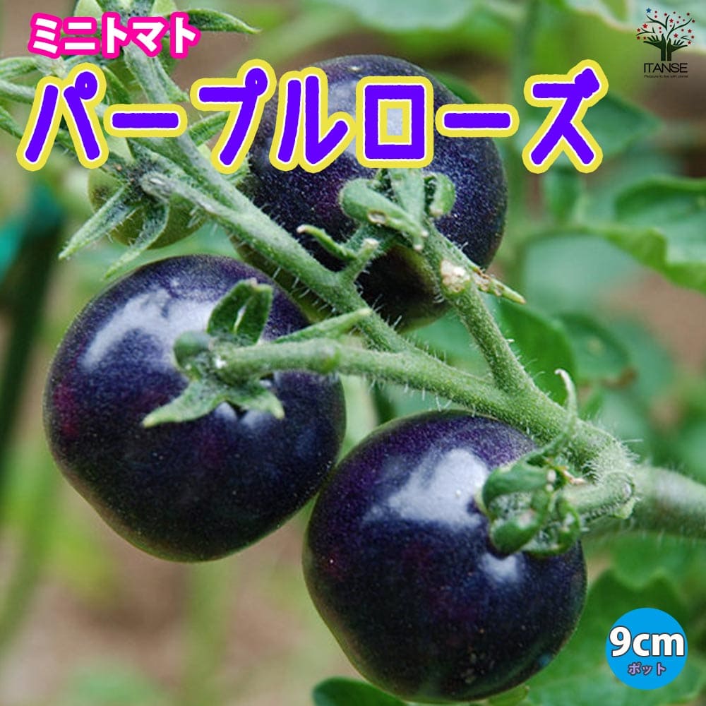 道の駅阿蘇で販売中の変わり種葉野菜をご紹介！道の駅 阿蘇