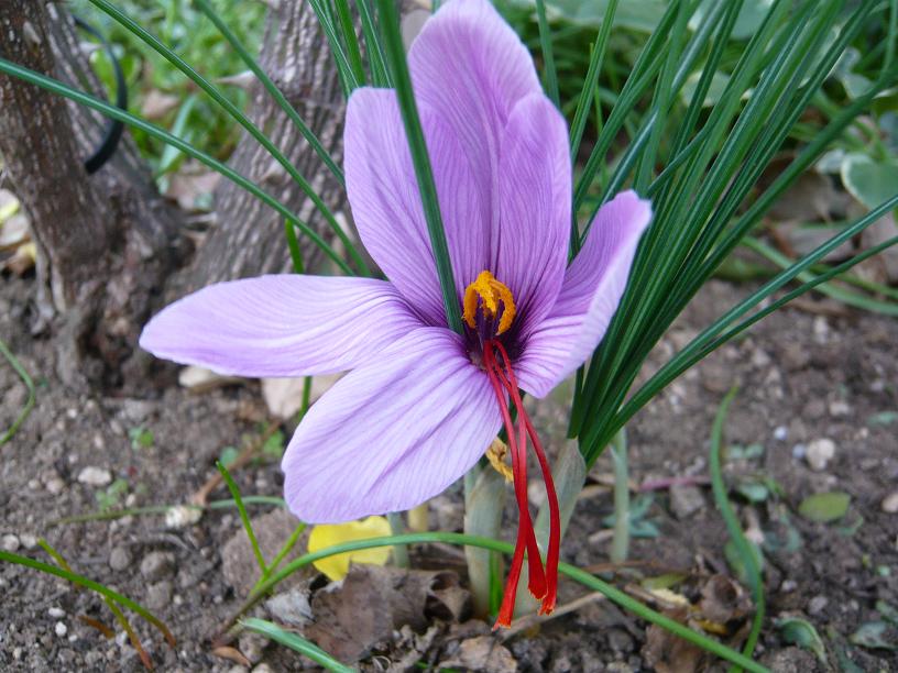 色づけ・香りづけのスパイス「サフラン」のお話 お客様相談センターたよりお客様相談センターエスビー食品株式会社