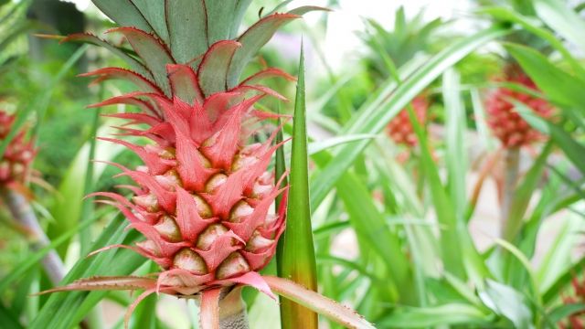 美味しいお土産♡パイナップルの香りが広がる♪ラングドシャantenna アンテナ