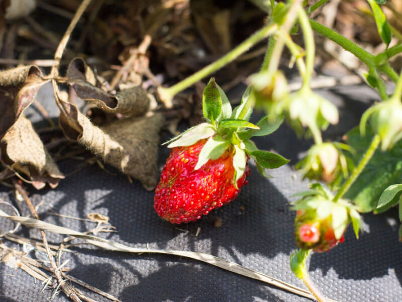 ハダニや葉焼けを受けた苺を回復させる方法！明日は明日の薔薇が咲く