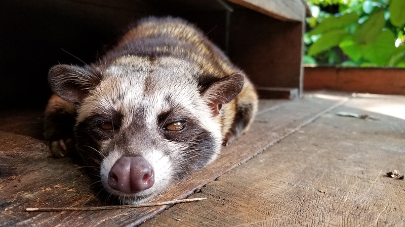 ジャコウ猫コーヒー豆 ベトナム
