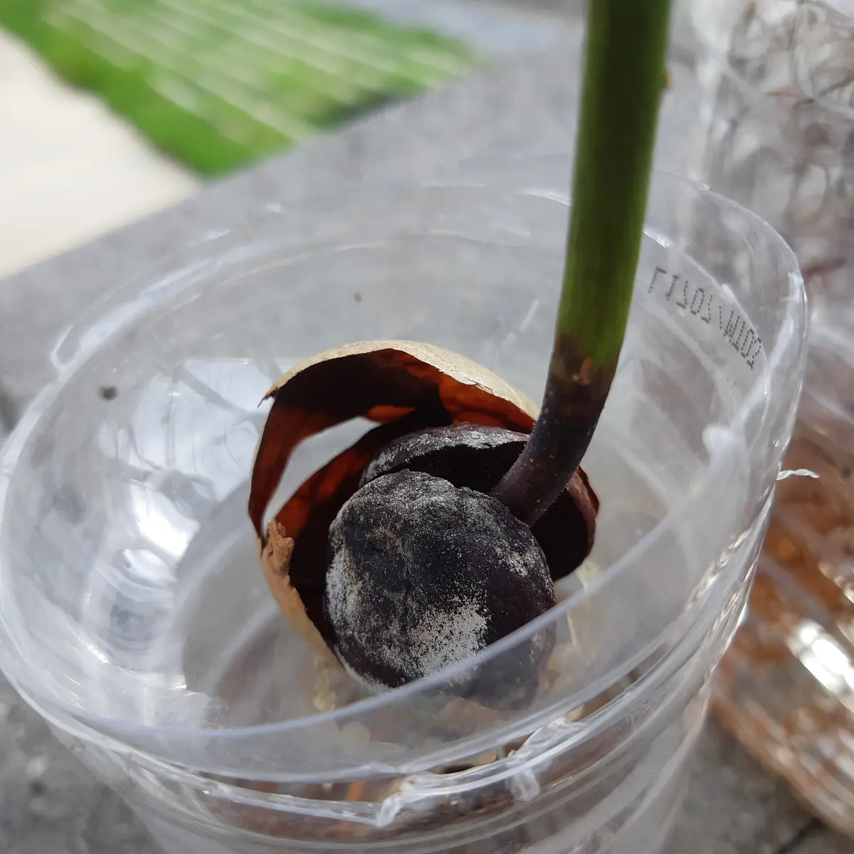 根腐れしていたフェルテ徳島アボカド研究所