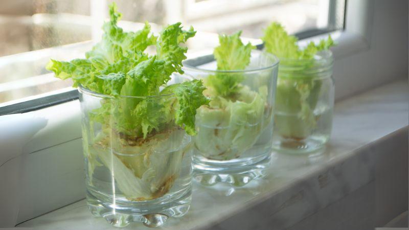 どうやって育てるの？を解決！『リボベジ』におすすめの野菜7選＆育て方のコツをご紹介キナリノ