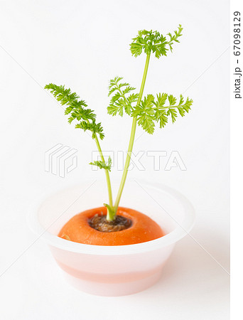 リボベジ 野菜の切れ端を再生させる！〜ニンジン編 - ハニコログ