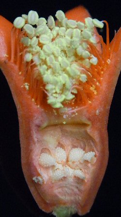 ザクロの断面 - みずみずしいのストックフォトや画像を多数ご用意 - みずみずしい, オーガニック, カットアウト - iStock