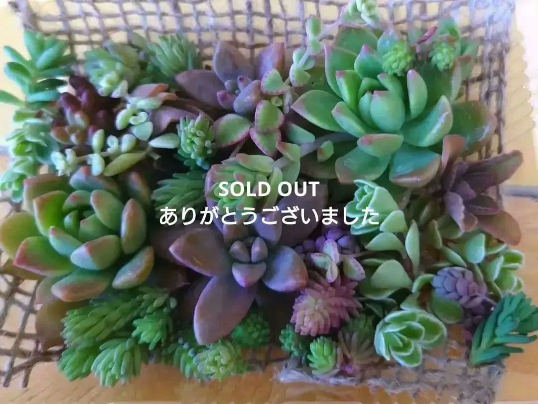 マッコス＊多肉植物＊抜き苗