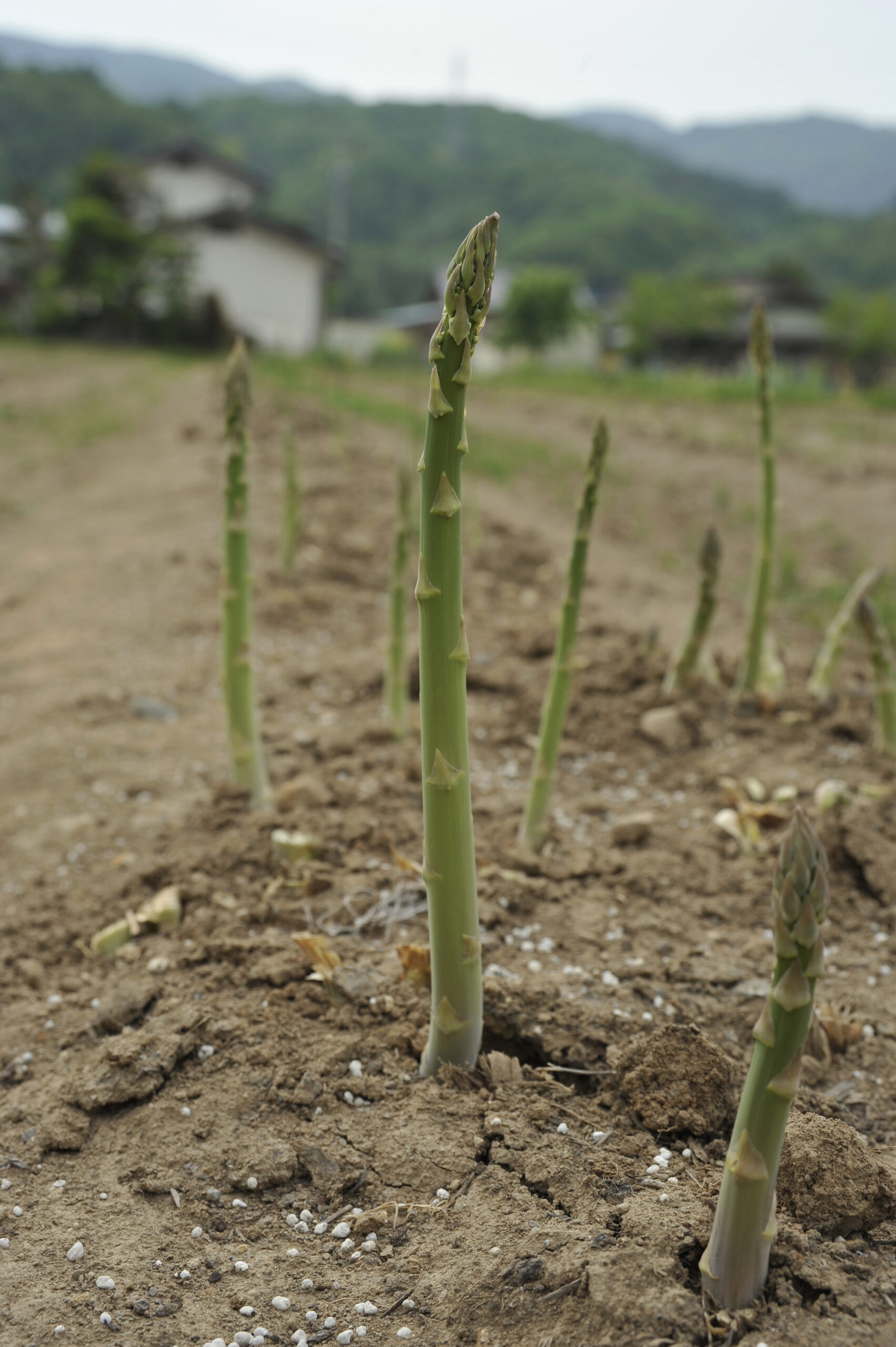 北海道産アスパラガス特集 北海道物産・通販お取り寄せギフト食べレア北海道北海道の食材お取り寄せ通販サイト