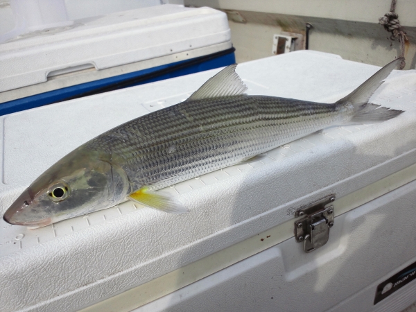 280点を超えるソトイワシのストックフォト、写真、そしてロイヤリティフリーの画像 - iStock