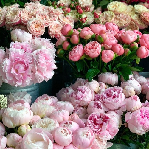 高貴な美しさを漂わせる芍薬 シャクヤク 。種類や特徴、芍薬と牡丹の見分け方などをご紹介青山花茂BLOG