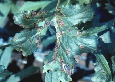 オクラのカビの見分け方！食べてはいけない状態とは？ – シュフーズ