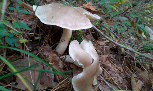 グラフで見る! 大阪・本場市場の本しめじの市況 値段・価格と数量本しめじの日別卸売数量 出所 大阪市中央卸売市場 青果市況情報