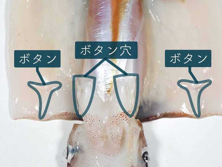 イカの軟骨の部位とその役割 - Genspark