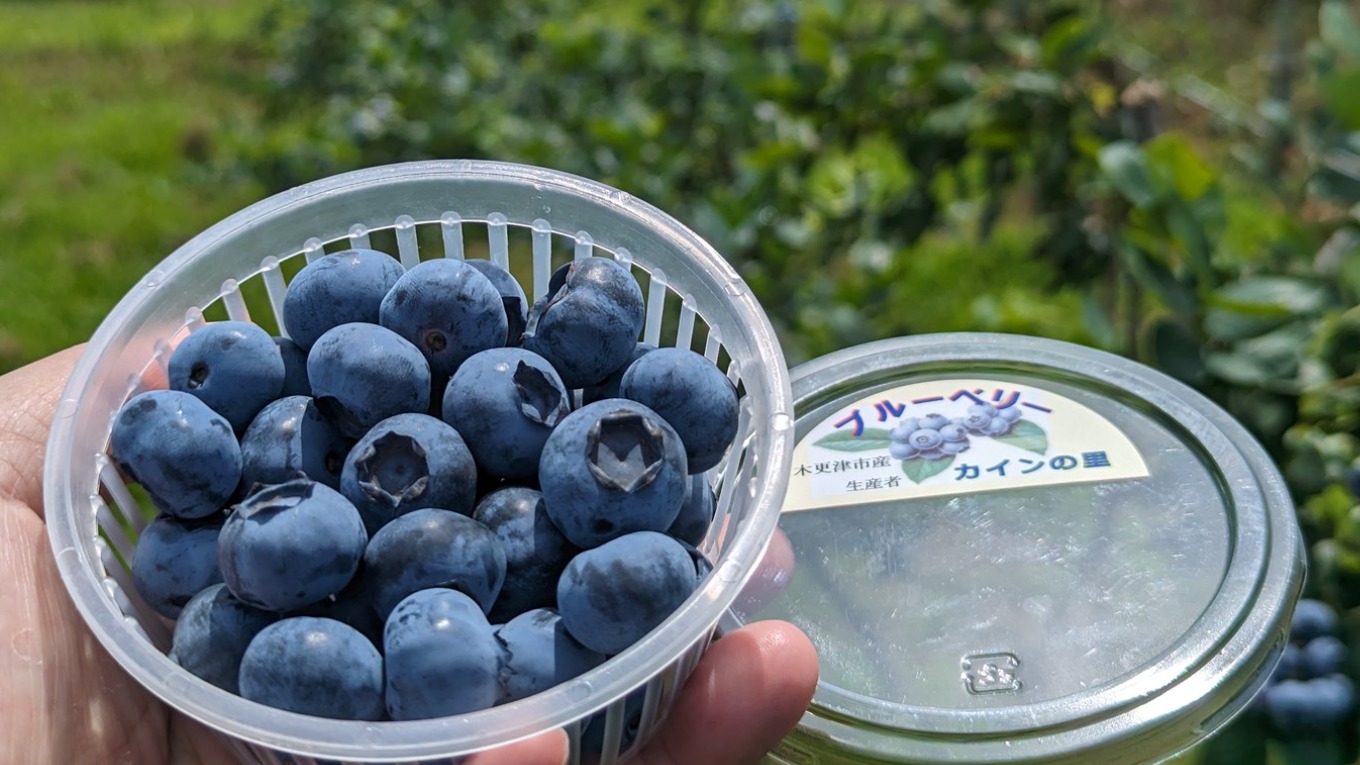 Ｍ'ｚ千葉 木更津の名産品 ブルーベリービップオート