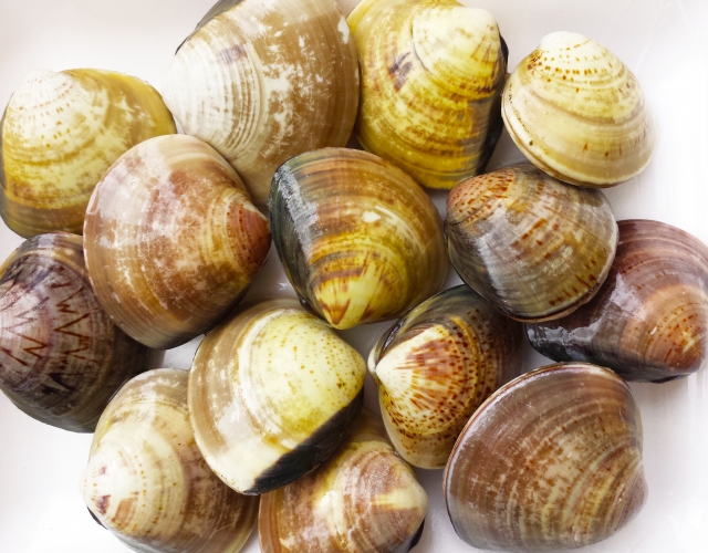 大はまぐり ボイル蛤冷凍ハマグリ １Ｋg 約16個九十九里産 冷凍ボイルハマグリ 保存