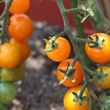 ミニトマトの育て方・栽培方法LOVEGREEN ラブグリーン