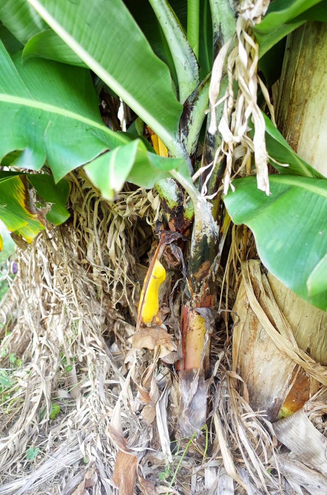 2226食目「そのまま食べてはいけないバナナが売られている」グリーンバナナを食べてみる - 適材適食 -てきざいてきしょく