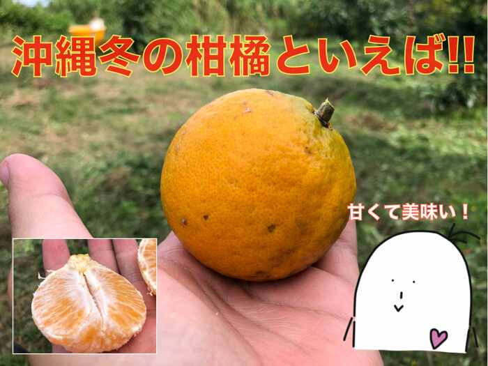 タンカン果物ＪＡおきなわの特産品ＪＡおきなわ