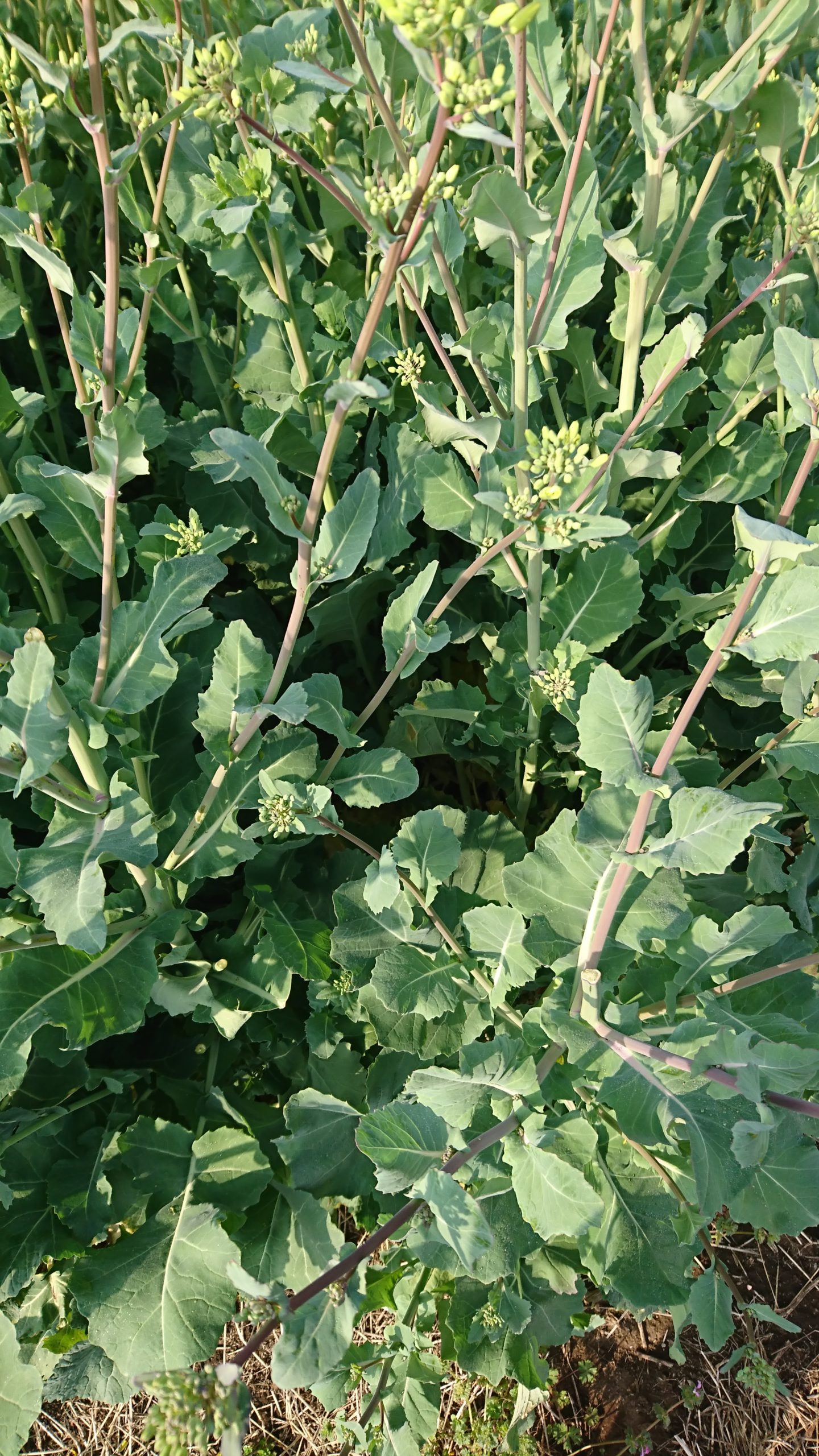 自然栽培の「のらぼう菜」の種とり有機のタネ専門店グリーンマーケットのブログ