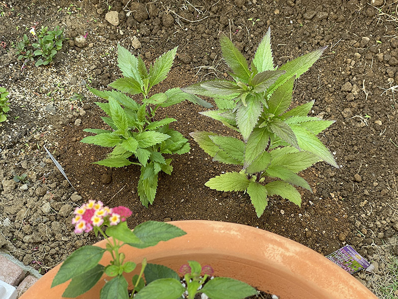 バーベナ・ハスタータ街の花便り