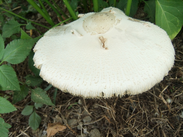 オオシロカラカサタケ鼠狸庵閑話 そりゃあかんわ