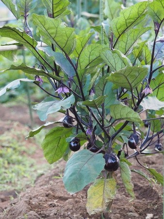 大長ナス種まき～発芽 読者報告付きニャハハの家庭菜園－ポタジェと水耕栽培