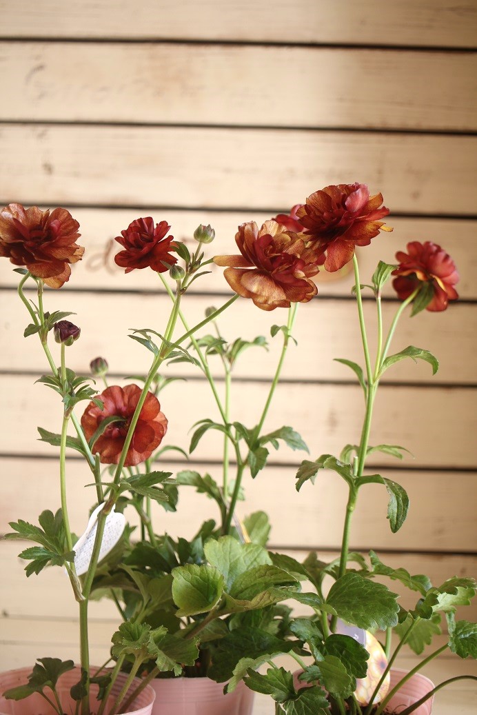 ラナンキュラス特集 - 正花園