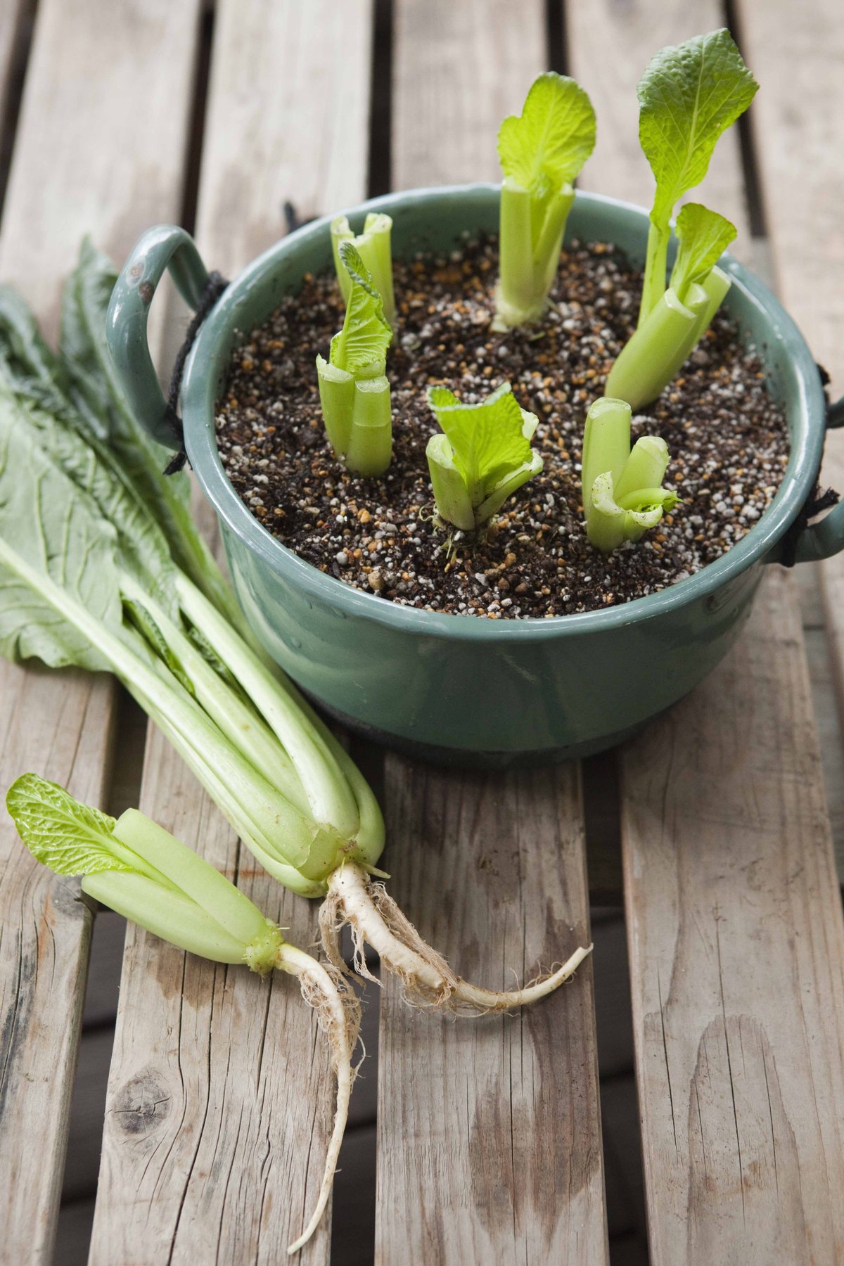 リボベジ 水のみで長ネギを再生させてみた 1日目〜19日目 - YouTube