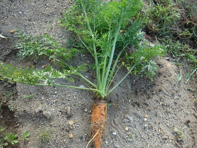 リボベジ 人参の葉を育ててみた 1日目〜40日目