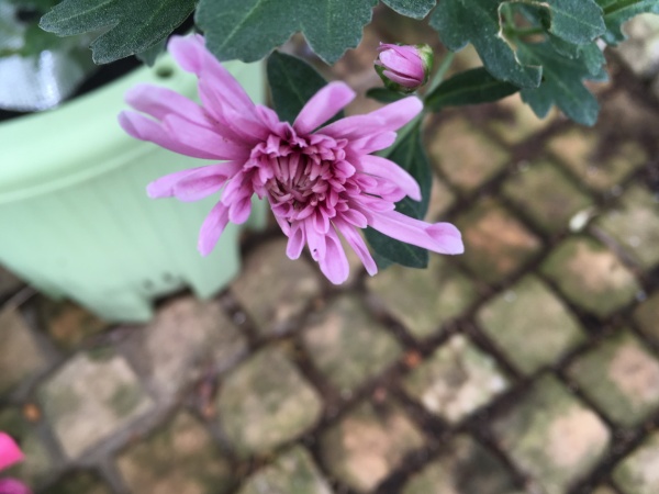 食用菊の栽培☆育て方暇人主婦の家庭菜園 - 楽天ブログ