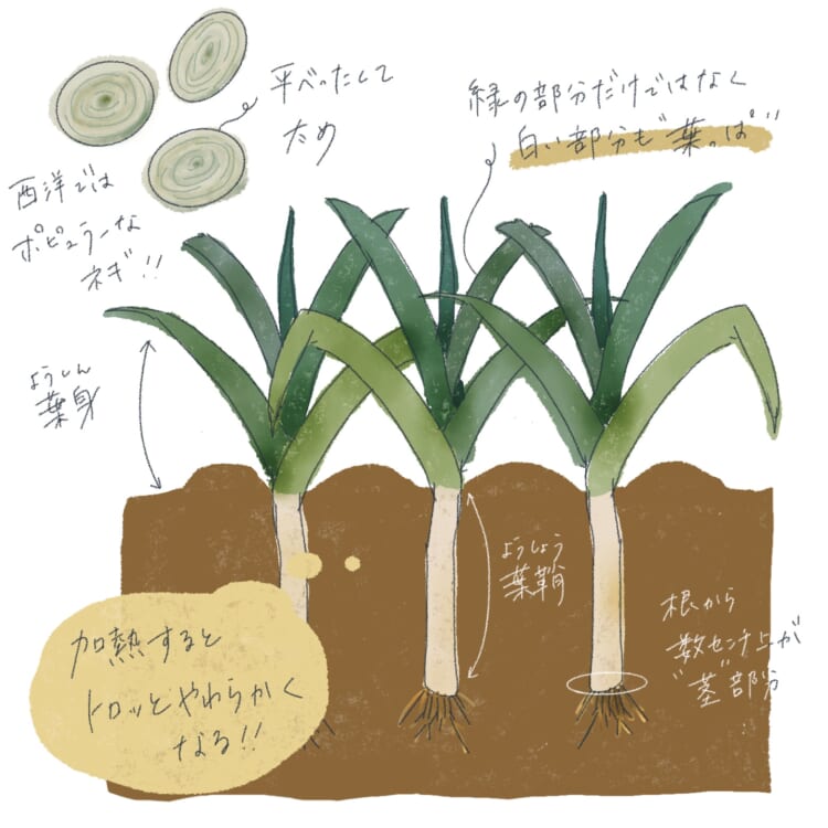 図録▽ねぎの産地