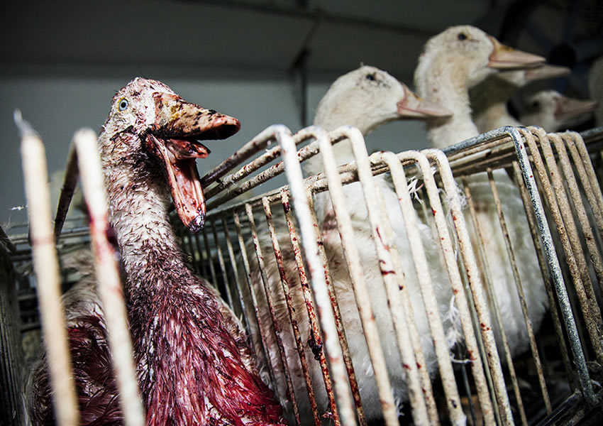 香りと口当たりを引き出すフォアグラのそうじ方法 - 料理王国