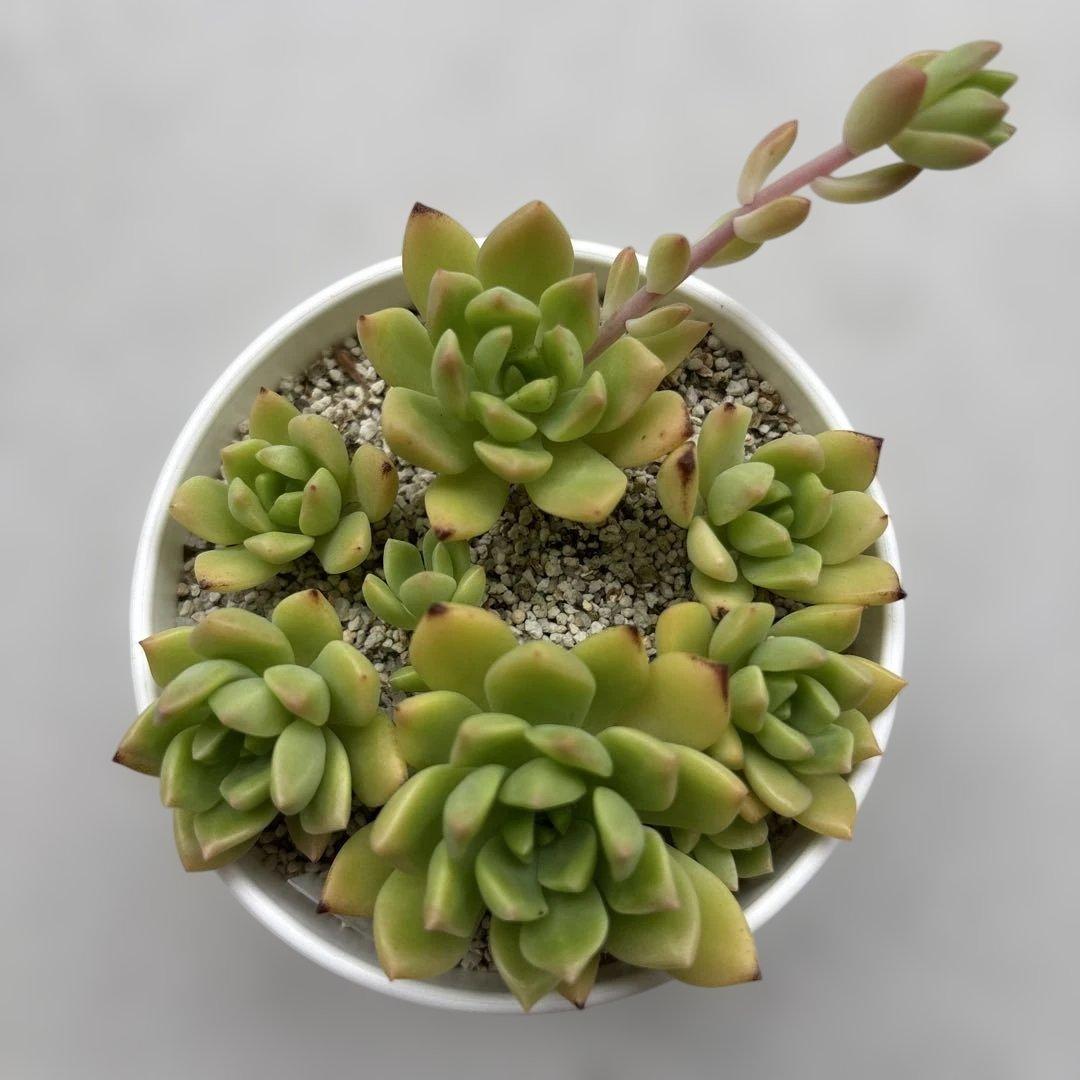 マッコスRuPo 多肉植物専門店