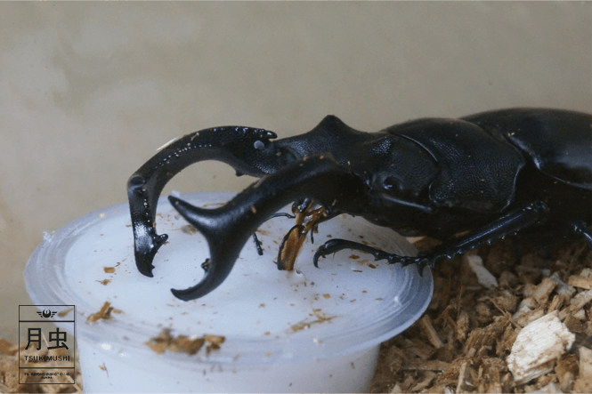 クワガタのエサは何をあげる？食べないときの対処法や代用品も解説！HugKum はぐくむ