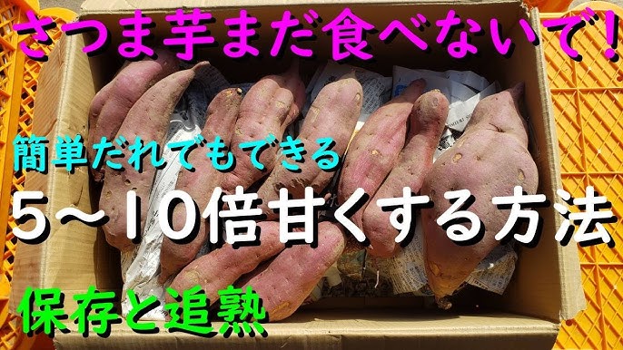 さつまいもを熟成させると甘味がアップ！追熟の方法や期間を早めるやり方を教えます – ちあきファーム