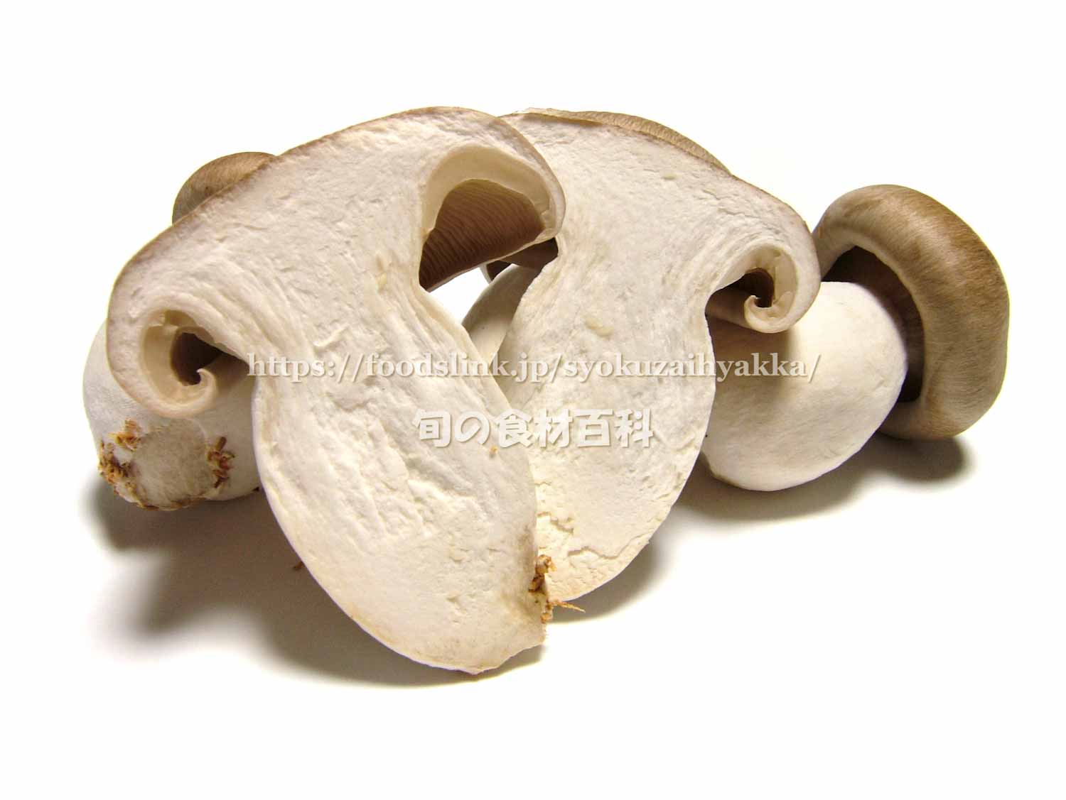 身近なきのこにも広くて深い沼がある市販のきのこをもっと楽しむために専門家にあれこれ聞いてみた - ソレドコ