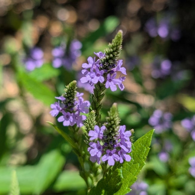 バーベナ ハスタータ 'ブルースパイヤー'2020秋 新商品のご紹介WEBカタログ おぎはら植物園