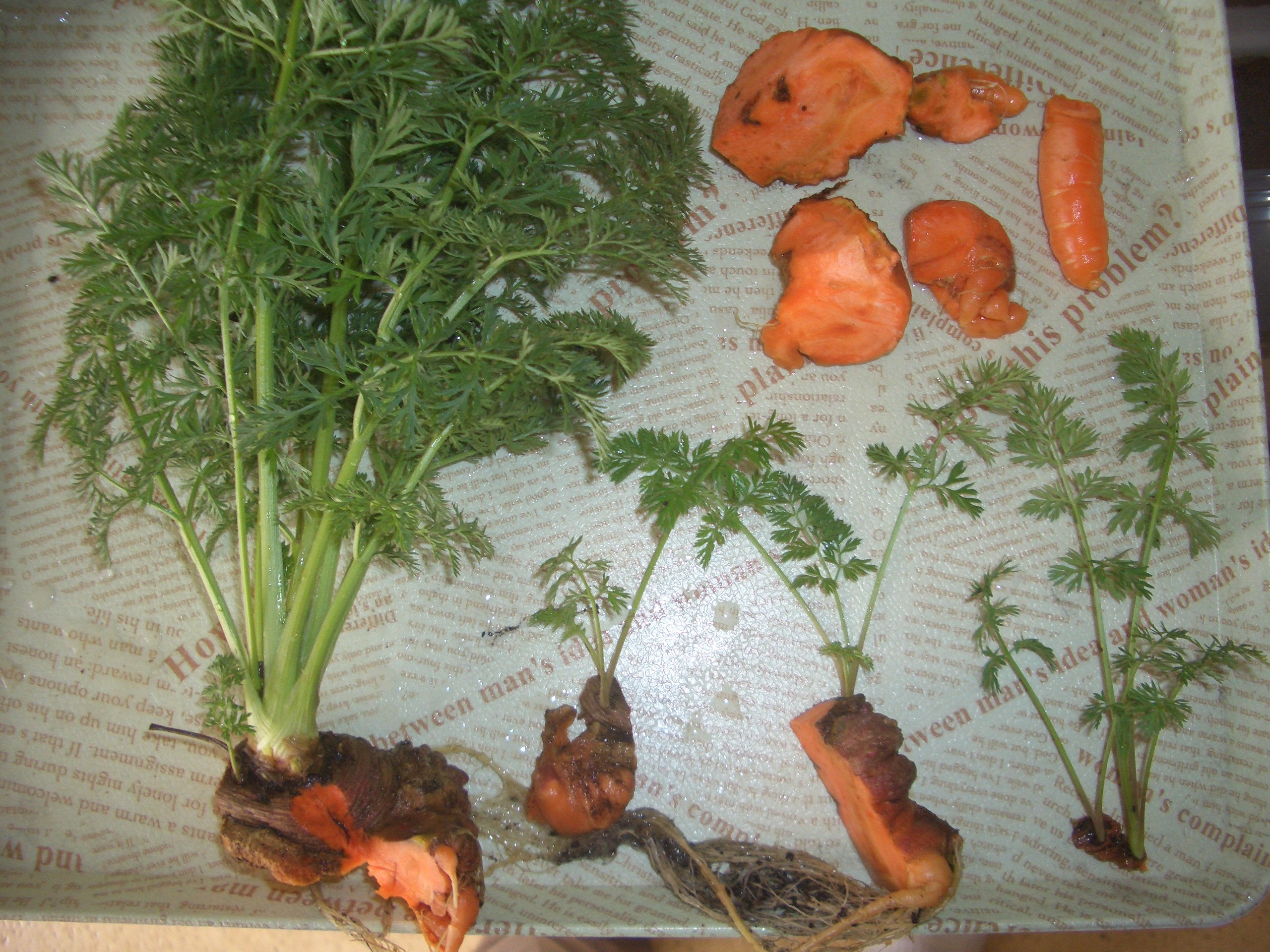 🥕捨てるはずだった人参のヘタを、育ててみたら驚きの結末に！What happens if you put the stem of a carrotin water? I verified it!,人参にんじんニンジンcarrotcarrotsリボベジ栽培再生野菜ガーデニングvegetablevegetables育て方howtodiy