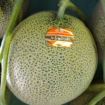 北海道メロンの旬到来！贈るならコレ！2025年のおすすめ品種は？食べレア北海道北海道の食材お取り寄せ通販サイト
