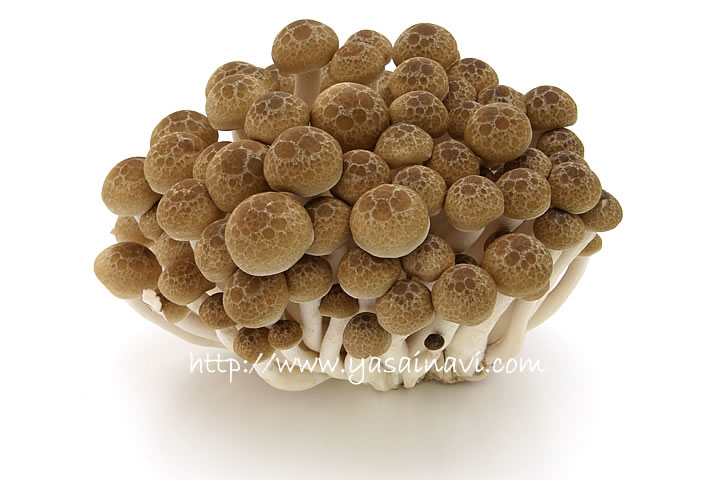 ブナシメジ 商品紹介・レシピホクト株式会社