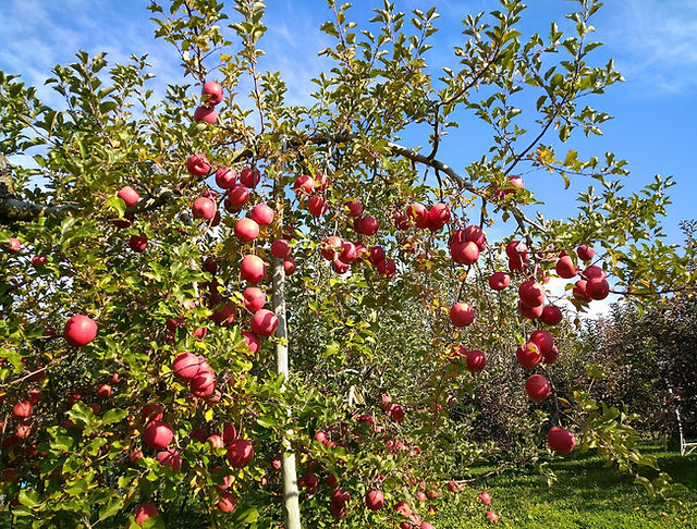甘い!どの坂果樹園の早生みかん 約5kg サイズおまかせ・畑のまんま規格先行受付和歌山県日高町ふるさと納税サイト「さとふる」