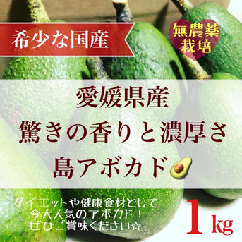 オンラインショップ 愛媛県産アボカド 伊予柑・甘平なら愛媛の Tファーム