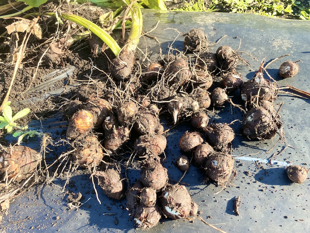 里芋を収穫しました、たくさんとれたのですが根っこはつけたままのほう- Yahoo!知恵袋